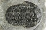 Detailed Gerastos Trilobite Fossil - Morocco #226628-2